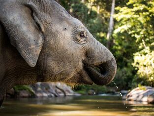 A young elephant slurps water from a river