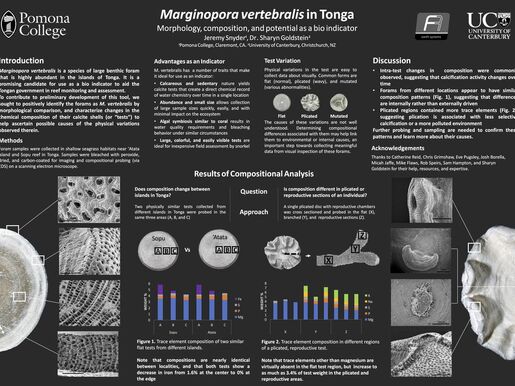 A scientific poster I made about foraminifera