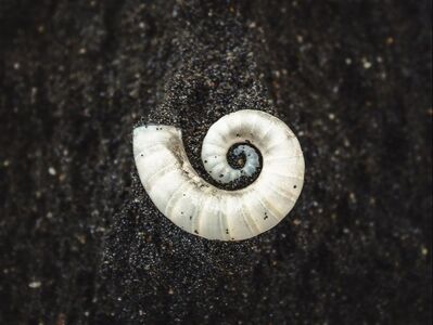 A white spiral shell from a cephalopod shell on black sand